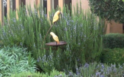 Tuscan Blue Rosemary - 1 Gallon Pot 10 Tuscan Blue Rosemary - 1 Gallon Pot -Plant Discount Store Rosemary Tuscan Blue 2