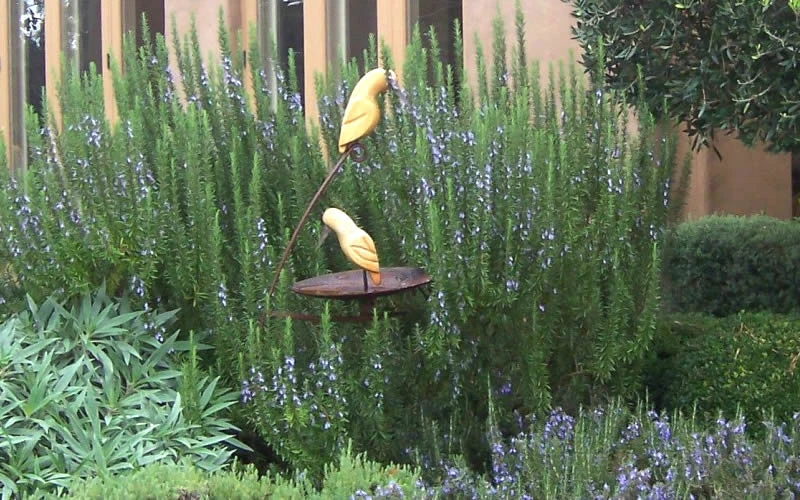 Tuscan Blue Rosemary - 1 Gallon Pot 6 Tuscan Blue Rosemary - 1 Gallon Pot - Image 4