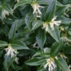 Confused Sweet Box (Sarcococca Confusa) - 1 Gallon Pot -Plant Discount Store Sarcacocca 500x750 1
