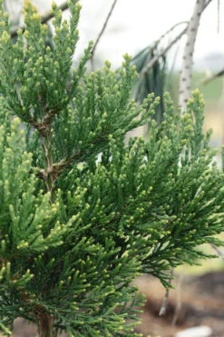 Von Martin Dwarf Giant Redwood Tree - 1 Gallon Pot -Plant Discount Store Sequoiadendron giganteum von martin redwood tree 5