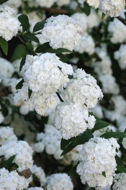 Double Reeves Bridal Wreath Spirea - 1 Gallon Pot 15 Double Reeves Bridal Wreath Spirea - 1 Gallon Pot -Plant Discount Store Spirea Double Reeves 2 1