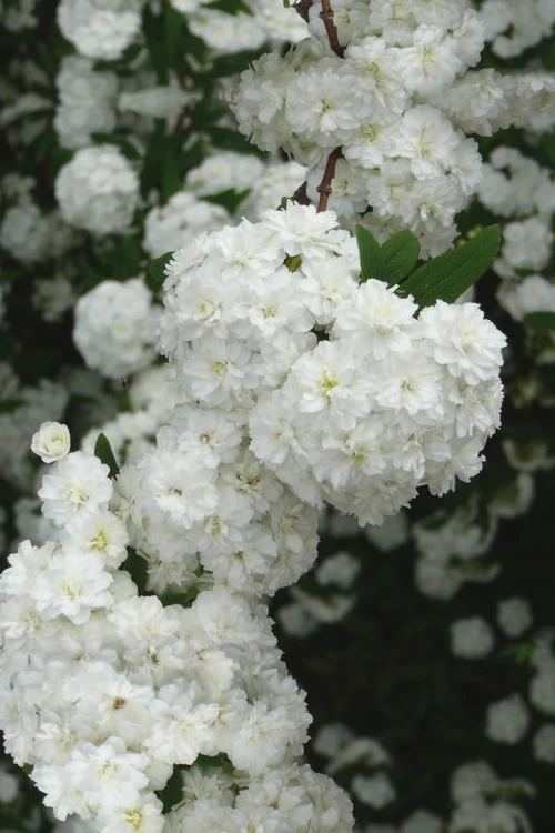 Double Reeves Bridal Wreath Spirea - 1 Gallon Pot 3 Double Reeves Bridal Wreath Spirea - 1 Gallon Pot