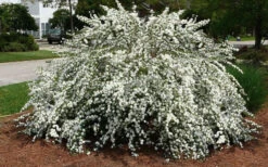 Double Reeves Bridal Wreath Spirea - 1 Gallon Pot 12 Double Reeves Bridal Wreath Spirea - 1 Gallon Pot -Plant Discount Store Spirea Reeves 7 1