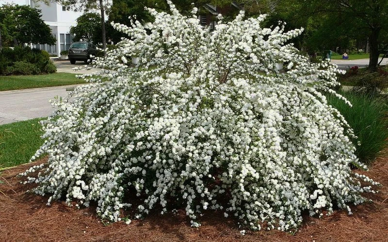 Double Reeves Bridal Wreath Spirea - 1 Gallon Pot 6 Double Reeves Bridal Wreath Spirea - 1 Gallon Pot - Image 4