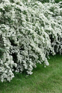 Double Reeves Bridal Wreath Spirea - 1 Gallon Pot 14 Double Reeves Bridal Wreath Spirea - 1 Gallon Pot -Plant Discount Store Spirea Reeves 8 1