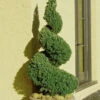 Spiral Dwarf Alberta Spruce Topiary - 2 Gallon Pot -Plant Discount Store Spruce Dwarf Alberta Spiral Topiary 500x750 1