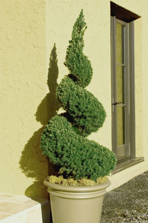 Spiral Dwarf Alberta Spruce Topiary - 2 Gallon Pot 3 Spiral Dwarf Alberta Spruce Topiary - 2 Gallon Pot