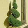 Spiral Dwarf Alberta Spruce Topiary - 2 Gallon Pot -Plant Discount Store Spruce Dwarf Alberta Spiral Topiary 500x750 4