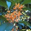 Apricot Echo Tea Olive - Osmanthus Fragrans Aurantiacus - 1 Gallon Pot -Plant Discount Store Tea Olive Apricot Echo 1