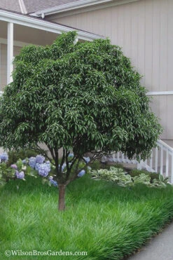 Fudingzhu Fragrant White Tea Olive (Osmanthus Fragrans) - 1 Gallon Pot 10 Fudingzhu Fragrant White Tea Olive (Osmanthus Fragrans) - 1 Gallon Pot -Plant Discount Store Tea Olive Fudingzhu 6