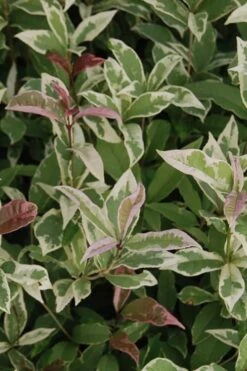 Pink Flush Variegated Tea Olive (Osmanthus Fragrans 'Yinbi Shuanghui') - Quart Pot 11 Pink Flush Variegated Tea Olive (Osmanthus Fragrans 'Yinbi Shuanghui') - Quart Pot -Plant Discount Store Tea Olive Yinbi Shuanghui Variegated 2 4