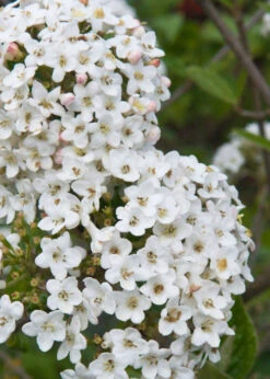 Burkwood Fragrant Viburnum - 2 Gallon Pot