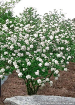 Burkwood Fragrant Viburnum - 2 Gallon Pot -Plant Discount Store Viburnum Burkwood 10