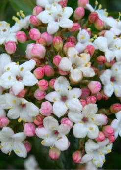Burkwood Fragrant Viburnum - 2 Gallon Pot -Plant Discount Store Viburnum Burkwood 11