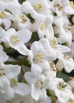 Burkwood Fragrant Viburnum - 2 Gallon Pot -Plant Discount Store Viburnum Burkwood 2