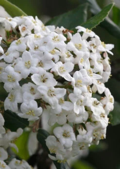 Burkwood Fragrant Viburnum - 2 Gallon Pot -Plant Discount Store Viburnum Burkwood 3