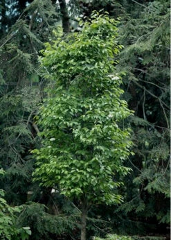 Burkwood Fragrant Viburnum - 2 Gallon Pot -Plant Discount Store Viburnum Burkwood 7