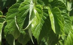 Chicago Luster Arrowwood Viburnum - 3 Gallon Pot 14 Chicago Luster Arrowwood Viburnum - 3 Gallon Pot -Plant Discount Store Viburnum Chicago Luster 1