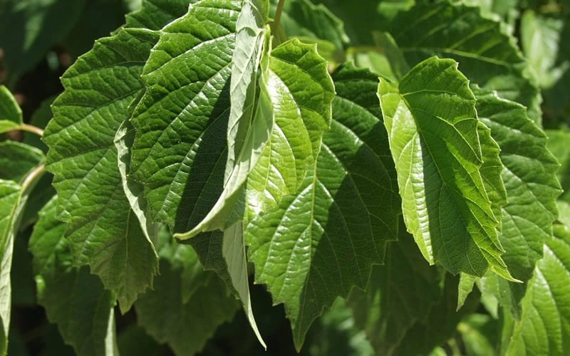 Chicago Luster Arrowwood Viburnum - 3 Gallon Pot 8 Chicago Luster Arrowwood Viburnum - 3 Gallon Pot - Image 6