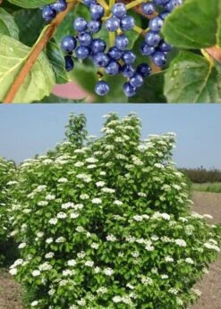 Chicago Luster Arrowwood Viburnum - 3 Gallon Pot 13 Chicago Luster Arrowwood Viburnum - 3 Gallon Pot -Plant Discount Store Viburnum Chicago Luster 3