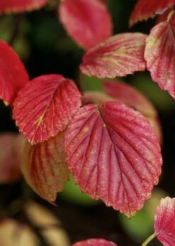 Chicago Luster Arrowwood Viburnum - 3 Gallon Pot 15 Chicago Luster Arrowwood Viburnum - 3 Gallon Pot -Plant Discount Store Viburnum Chicago Luster 4