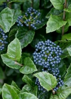 All That Glows Arrowwood Viburnum - 2 Gallon Pot -Plant Discount Store Viburnum Chicago Luster 5