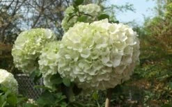 Chinese Snowball Viburnum Bush - 7 Gallon Pot (3-4') -Plant Discount Store Viburnum Chinese Snowball Bloom Green 2