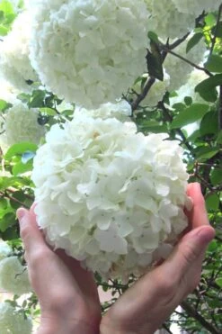 Chinese Snowball Viburnum Bush - 7 Gallon Pot (3-4')