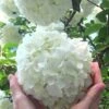 Chinese Snowball Viburnum Bush - 6 Pack Of 1 Gallon Pots 2 Chinese Snowball Viburnum Bush - 6 Pack Of 1 Gallon Pots -Plant Discount Store Viburnum Chinese Snowball Rev 500x750 4
