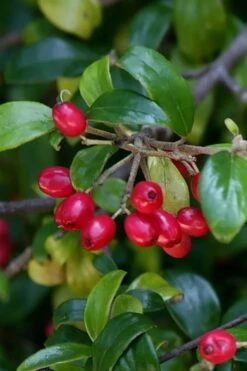 Dwarf Evergreen Snowball Viburnum 'Conoy' - 3 Gallon Pot -Plant Discount Store Viburnum Conoy 4