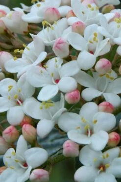 Dwarf Evergreen Snowball Viburnum 'Conoy' - 3 Gallon Pot -Plant Discount Store Viburnum Conoy 5