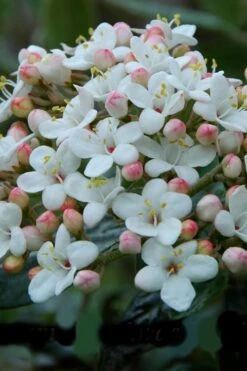 Dwarf Evergreen Snowball Viburnum 'Conoy' - 3 Gallon Pot -Plant Discount Store Viburnum Conoy 6