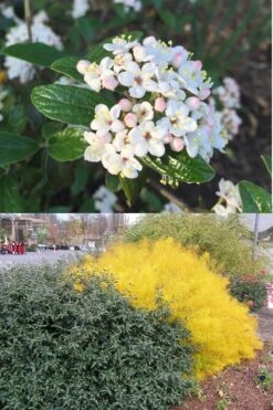 Dwarf Evergreen Snowball Viburnum 'Conoy' - 3 Gallon Pot -Plant Discount Store Viburnum Conoy 7