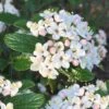 Dwarf Evergreen Snowball Viburnum 'Conoy' - 3 Gallon Pot 1 Dwarf Evergreen Snowball Viburnum 'Conoy' - 3 Gallon Pot -Plant Discount Store Viburnum Conoy 8