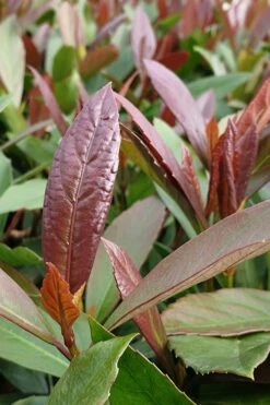 Coppertop Sweet Viburnum - 2 Gallon Pot 9 Coppertop Sweet Viburnum - 2 Gallon Pot -Plant Discount Store Viburnum Coppertop 3