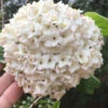 Fragrant Snowball Viburnum Carlesii 'Korean Spice' - 2 Gallon Pot 1 Fragrant Snowball Viburnum Carlesii 'Korean Spice' - 2 Gallon Pot -Plant Discount Store Viburnum Korean Spice 1