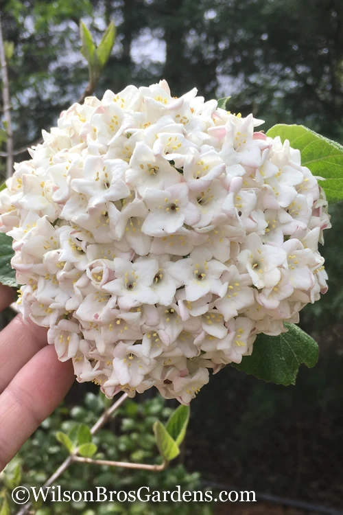 Fragrant Snowball Viburnum Carlesii 'Korean Spice' - 2 Gallon Pot 3 Fragrant Snowball Viburnum Carlesii 'Korean Spice' - 2 Gallon Pot