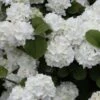 Popcorn Snowball Viburnum Bush - 3 Gallon Pot -Plant Discount Store Viburnum Popcorn 1 500x750 2