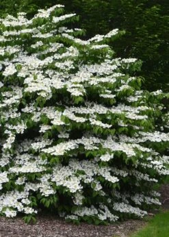 Shasta Doublefile Viburnum - 6 Pack Of 1 Gallon Pots
