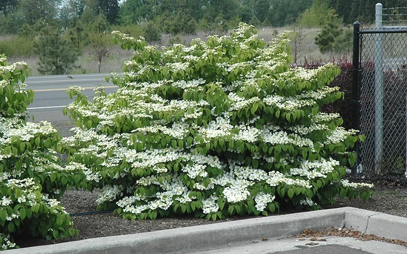 Shasta Doublefile Viburnum - 1 Gallon Pot 7 Shasta Doublefile Viburnum - 1 Gallon Pot - Image 5