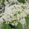 Snow Joey Viburnum - 2 Gallon Pot -Plant Discount Store Viburnum Snow Joey 1 1