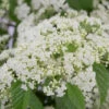 Snow Joey Viburnum - 2 Gallon Pot 1 Snow Joey Viburnum - 2 Gallon Pot -Plant Discount Store Viburnum Snow Joey 1 2