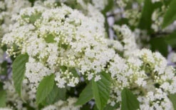 Snow Joey Viburnum - 2 Gallon Pot 13 Snow Joey Viburnum - 2 Gallon Pot -Plant Discount Store Viburnum Snow Joey 2 2
