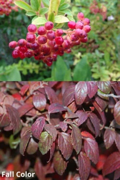 Snow Joey Viburnum - 2 Gallon Pot 12 Snow Joey Viburnum - 2 Gallon Pot -Plant Discount Store Viburnum Snow Joey 5 2