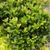 Sugar Cookie Sweet Viburnum - 3 Gallon Pot 2 Sugar Cookie Sweet Viburnum - 3 Gallon Pot -Plant Discount Store Viburnum Sugar Cookie 1