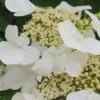 Summer Snowflake Viburnum - 3 Gallon Pot 2 Summer Snowflake Viburnum - 3 Gallon Pot -Plant Discount Store Viburnum Summer Snowflake 21