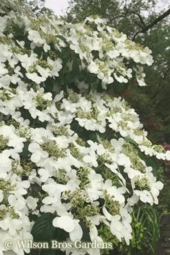 Summer Snowflake Viburnum - 3 Gallon Pot 18 Summer Snowflake Viburnum - 3 Gallon Pot -Plant Discount Store Viburnum Summer Snowflake 21 500x750 1