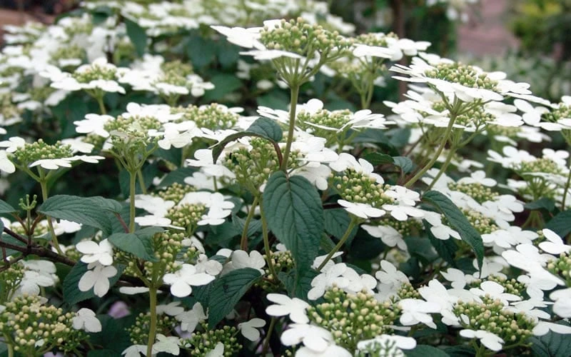 Summer Snowflake Viburnum - 3 Gallon Pot 11 Summer Snowflake Viburnum - 3 Gallon Pot - Image 9