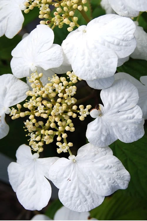 Summer Snowflake Viburnum - 3 Gallon Pot 8 Summer Snowflake Viburnum - 3 Gallon Pot - Image 6