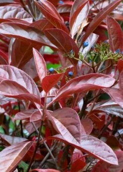 Winterthur Viburnum - 3 Gallon Pot 15 Winterthur Viburnum - 3 Gallon Pot -Plant Discount Store Viburnum Winterthur 4